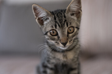 European Shorthair kitten sitting at sofa, shot at home in Kyiv, Ukraine