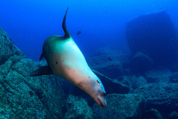 lobo marino pirueta © Grafica.mente