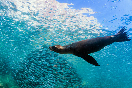 Lobo marino en el banco de peces