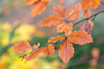 Yellow autumn leaves on a tree in the forest, macro shot.