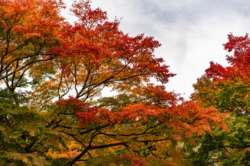紅葉の様々な色