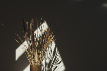 Dried pampas grass bouquet in stylish vase with shadows on the wall. Silhouette in sun light....