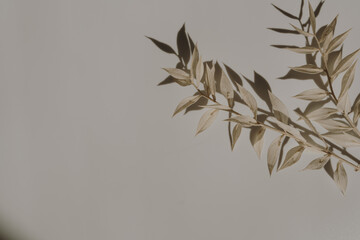 Elegant aesthetic dried grass stems with sunlight shadows on tan white background with copy space....