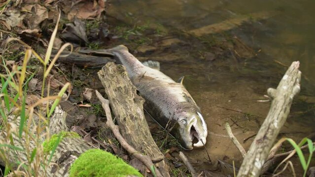 Large Atlantic salmon laying on the river shore. Dead fish washed out in the river after spawning