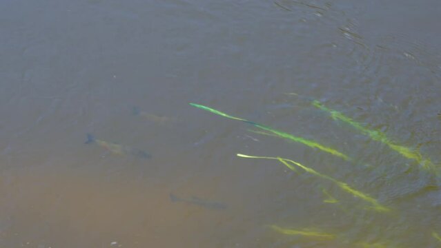 Squalius cephalus feeding at the water surface. Group of European chub fish swimming in the river on a sunny day