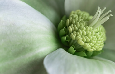 Green and fresh