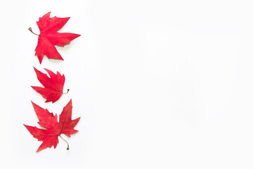 dry autumn red maple leaves on a white background