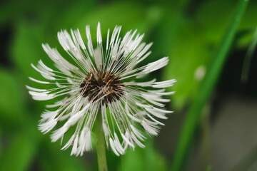 Dandelion flower on green nature background. Blow ball of wet dandelion. White taraxacum head