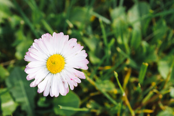 Daisy flower or Bellis perennis, English daisy or Meadow daisy or Lawn daisy on a green grass. Herbaceous perennial plant with large white and pink pompon. Evening light, selective focus © Anna Skliarenko