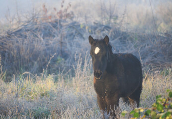 Horse in the cold. Foal on the meadow covered with frost, ice. 