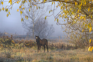 Horse, foal on the meadow covered with frost, ice. Horse in the cold.
