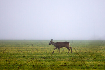 deer on a foggy day in autumn