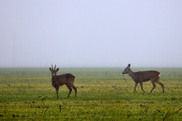 Naklejka na ściany i meble deer on a foggy day in autumn