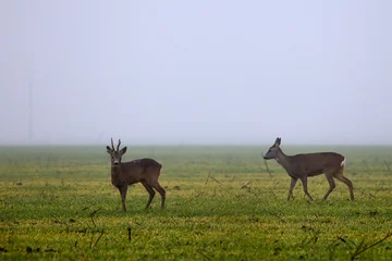Raamstickers deer on a foggy day in autumn © czamfir