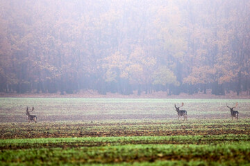 deer on a foggy day in autumn