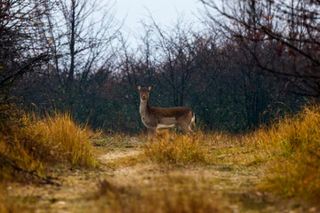 deer on a foggy day in autumn