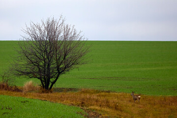 deer on a foggy day in autumn