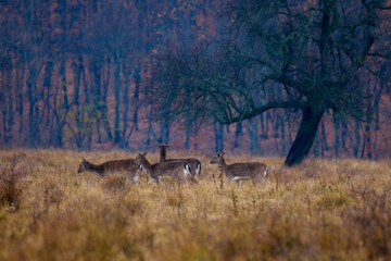 deer on a foggy day in autumn