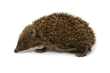 European hedgehog isolated on white