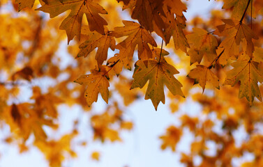 Beautiful autumn landscape with yellow leaves.