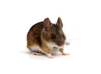Mouse isolated on white background.