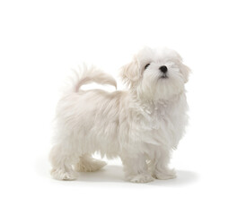Puppy Maltese lapdog isolated on white background.