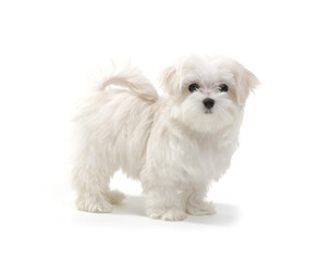 Puppy Maltese lapdog isolated on white background.