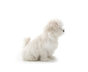Puppy Maltese lapdog isolated on white background.