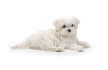 Dog lies in the studio isolated