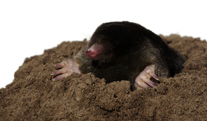 European mole crawling out of molehill - obrazy, fototapety, plakaty