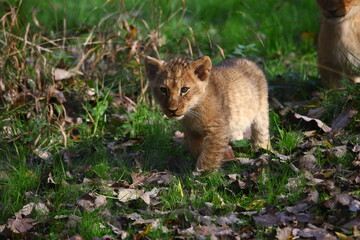 Bebe Lion
