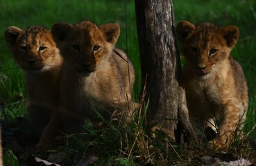 Brothers