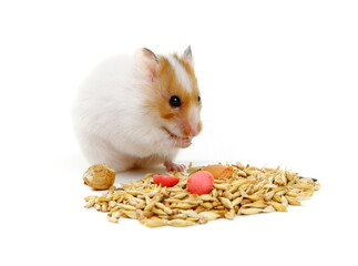 White hamster eating feed