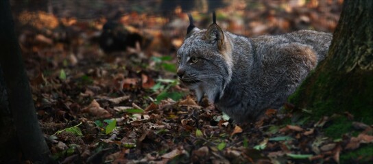 Lynx Hunting © Michael