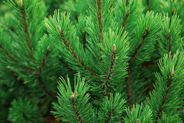 Green fir branches outdoors, closeup