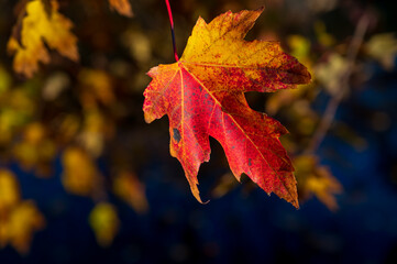 Yellow sugar maple leaves in natural environment