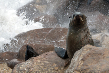 Cape Fur Seal