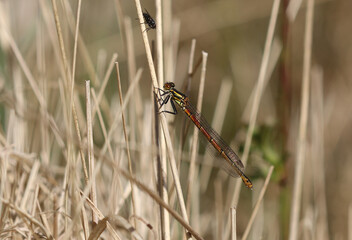 Frühe Adonislibelle - Large Red Damselfly