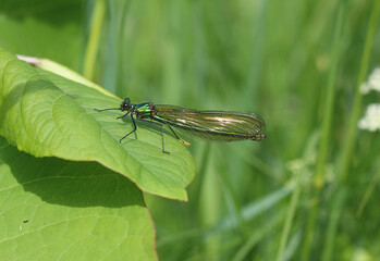 Gebänderte Prachtlibelle - Banded Demoiselle
