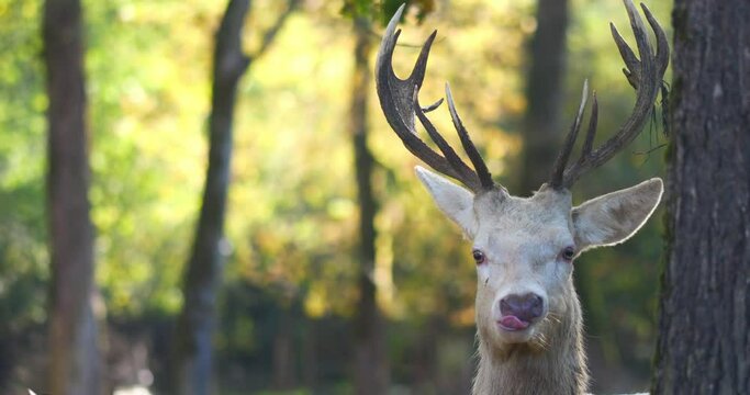 White deer and its antlers close-up in the forest