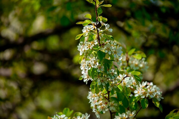 White flowers bloom in the trees. Spring landscape with blooming sakura tree. Beautiful blooming garden on a sunny day. Copy space for text.