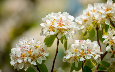 White flowers bloom in the trees. Spring landscape with blooming sakura tree. Beautiful blooming garden on a sunny day. Copy space for text.