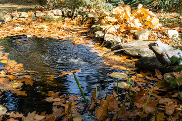 Beautiful small garden pond with stone banks and Frog Fountain. Water surface of pond is strewn with oak leaves. Selective focus. Yellow autumn in landscaped garden. Nature concept for design