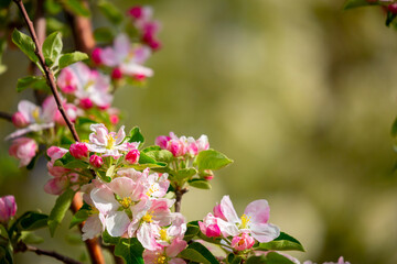 Spring blooming sakura trees. Pink flowers Sakura Spring landscape with blooming pink tree. Beautiful sakura garden on a sunny day.Beautiful concept of romance and love with delicate flowers.