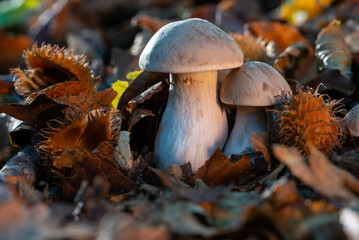 Pilzpaar im Buchenwald.