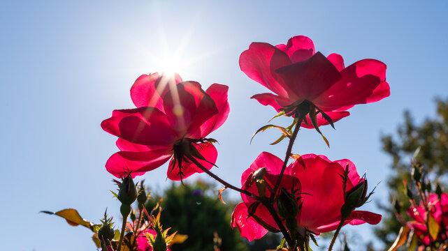 朝陽に透ける薔薇