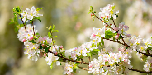 Spring blooming sakura trees. Pink flowers Sakura Spring landscape with blooming pink tree. Beautiful sakura garden on a sunny day.Beautiful concept of romance and love with delicate flowers.