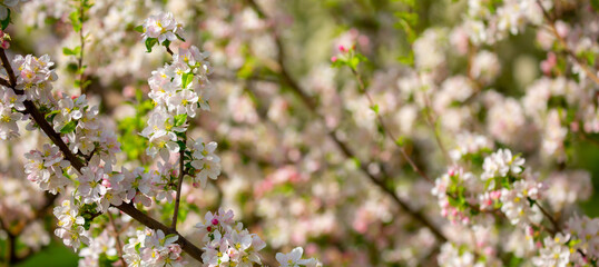 Spring blooming sakura trees. Pink flowers Sakura Spring landscape with blooming pink tree. Beautiful sakura garden on a sunny day.Beautiful concept of romance and love with delicate flowers.