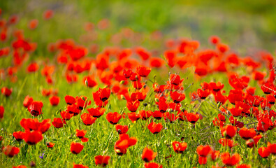Spring, field of poppy flowers. The concept of the freshness of the morning nature. Spring landscape of red wildflowers. Beautiful landscape, pnorama long banner.