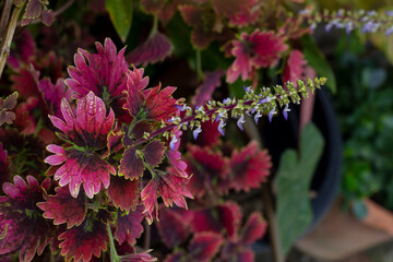 Flower of Coleus Forskohlii, Painted Nettle or Plectranthus scutellarioides is a Thai herb in the garden on blur leaf background.